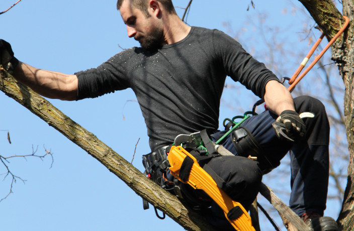 Beispielarbeit von Konstantin Wilde - Baumpflege - veröffentlicht auf Gartenbau.org